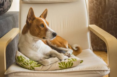 Geri kalan sandalye favori yerine sahip şirin alçaklık köpek kapalı portresi