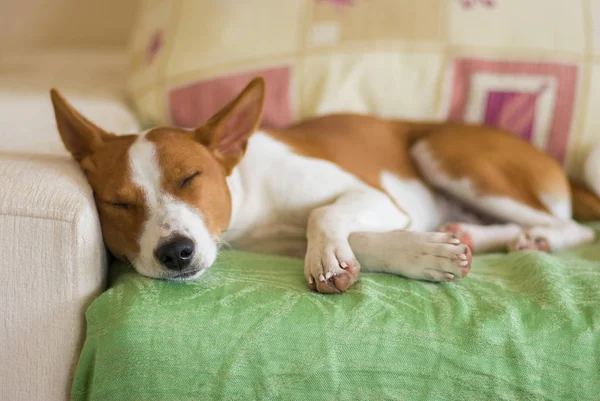 Tatlı bir kanepede uyuyan genç alçaklık köpek