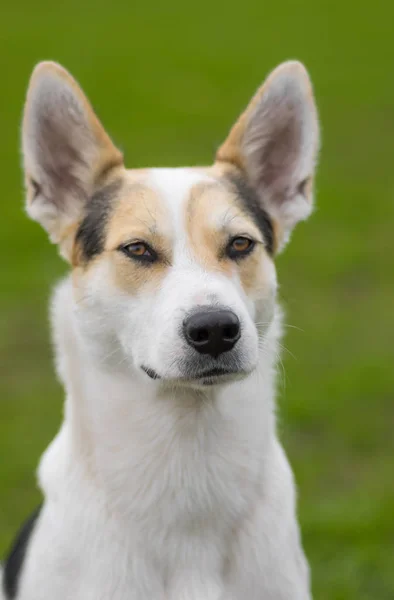 Outdoor Portrait Cross Breed Hunting Northern Dog Green Background Dog — Stock Photo, Image