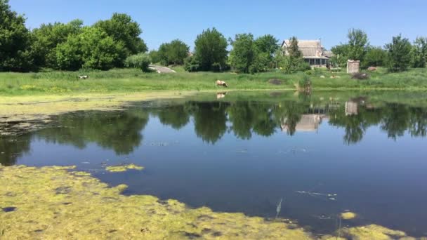 ウクライナの農村部の村では夏に小さな池と絵画の静かなシーン — ストック動画
