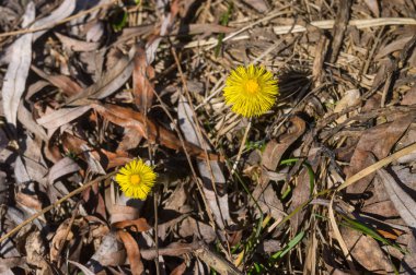 Vahşi Tussilago farfara çiçekler erken Bahar çayırda, onların doğal biyosfer Ukrayna çifti