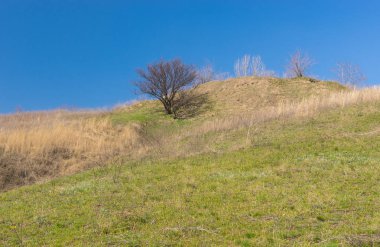 Yabani kayısı ağacı bir tepe üzerinde erken bahar mevsimi manzara