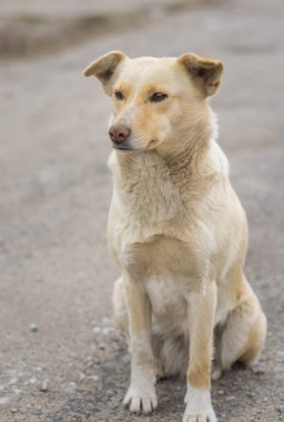 Güzel bir sokakta oturan çapraz-cins köpeklere bile krem rengi portresi