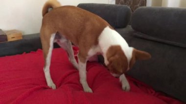 Kanepede pawing alçaklık köpek yer öğlen siesta için hazırlar.