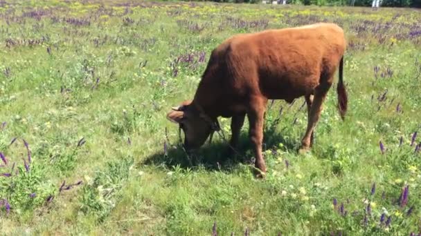 Giovane Toro Vitello Sveglio Incatenato Sul Prato Fiorito Estivo Pascolo — Video Stock