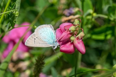 Yabani tatlı bezelye çiçeği ve Ortak Mavi (Polyommatus icarus) kelebek emme nektar ile Yaz sahnesi 