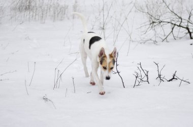 Çapraz-doğurmak-in vahşi alandaki vahşi hayvan kokusu için aradığınız Avcılık ve Kuzey köpek karla kaplı