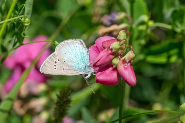 Yabani tatlı bezelye çiçeği ve Ortak Mavi (Polyommatus icarus) kelebek emme nektar ile Yaz sahnesi 