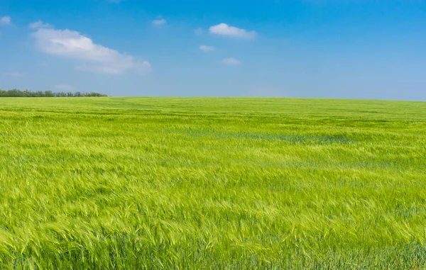 Landschaft Mit Unreifem Weizenfeld Mai Zentralukraine — Stockfoto