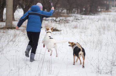 Mutlu trio - kış park iki karışık-breed köpek dans kadın