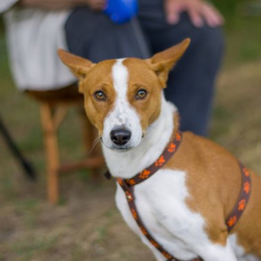 Açık bir taburede kısa bir dinlenme alarak master için bekleyen muhteşem alçaklık köpek portresi