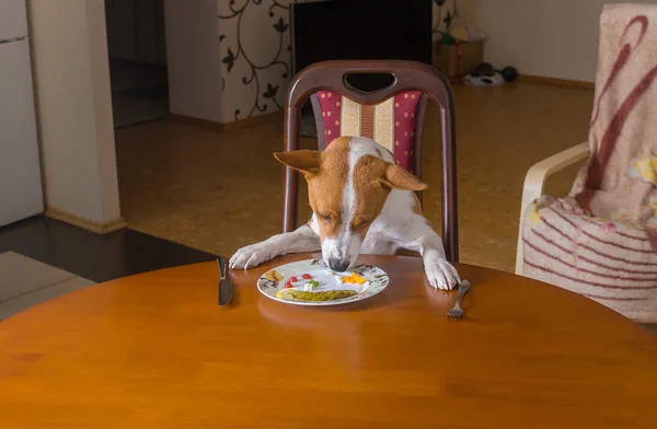 Άγαμος Basenji Σκυλί Είναι Γεύμα Που Ολομόναχος Κενή Τραπεζαρία — Φωτογραφία Αρχείου