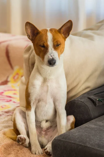 Portrait Basenji Dog Nodding Sofa Sitting Pose — Stock Photo, Image