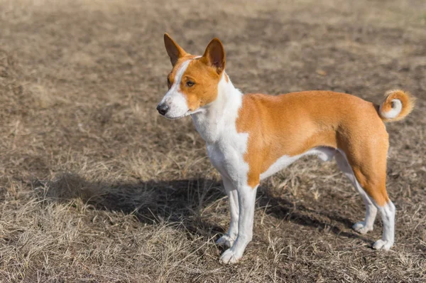 Bravo Cão Basenji Início Primavera — Fotografia de Stock