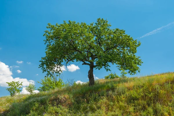 Summer Landscape Apricot Tree Hill Blue Sky Stock Picture