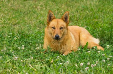 Yaz çimen yalan kestane karışık doğurmak köpek