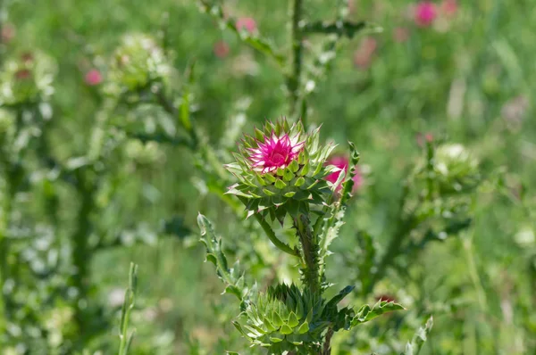 Wilde Velden Van Distels Cirsium Bij Aanvang Van Bloeitijd Oekraïne — Stockfoto