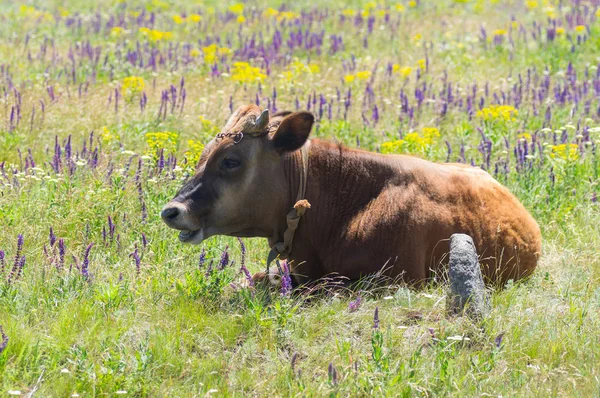 Mignon Jeune Taureau Veau Reposant Tout Enchaîné Sur Prairie Fleurs — Photo