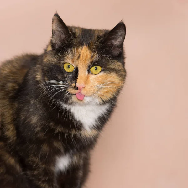 Porträtt Tre Färgad Katt Visar Dess Söt Tungan Mot Krämfärgade — Stockfoto
