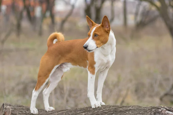 Γενναίος Basenji Σκύλος Στέκεται Πάνω Ένα Κλαδί Δέντρου — Φωτογραφία Αρχείου