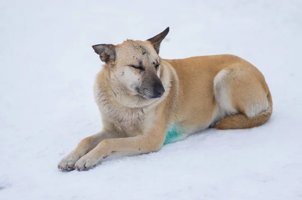 Şirin karışık cins köpeklere bile bir kar üzerinde yalan burun izleri ile