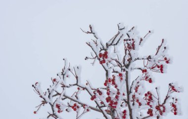 Rowan-Ağacı kış bahçesinde frost saldırı altında kırmızı çilek ile