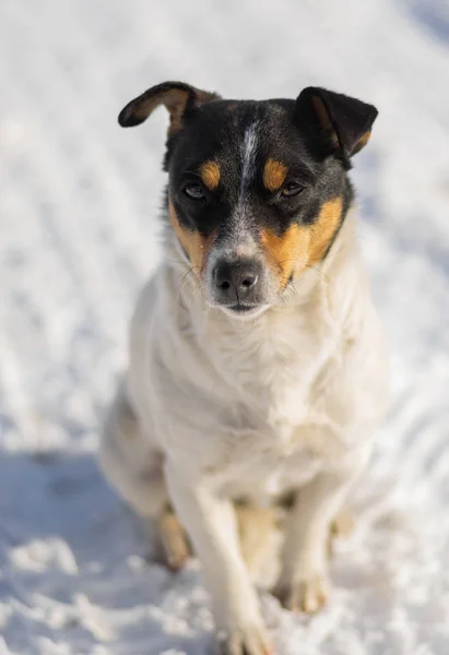 Jack Russel Terrier Karışımı Bir Kar Üzerinde Oturan Kış Portresi — Stok fotoğraf