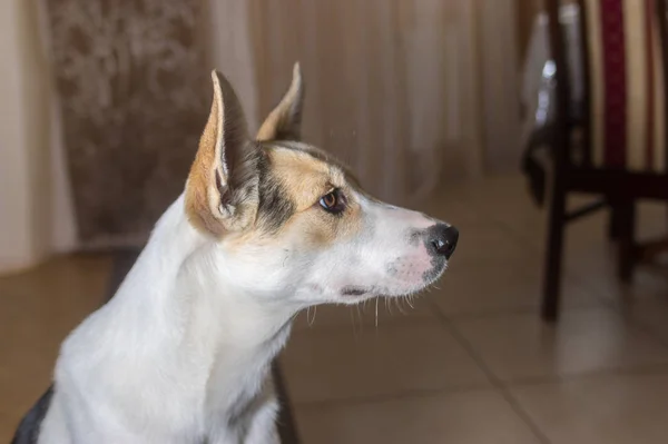 Retrato Interno Adorável Mestiço Raça Jovem Cão — Fotografia de Stock