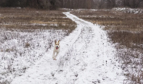 Big white mixed-breed dog galloping on an earth road escaping from two smaller dogs at winter season