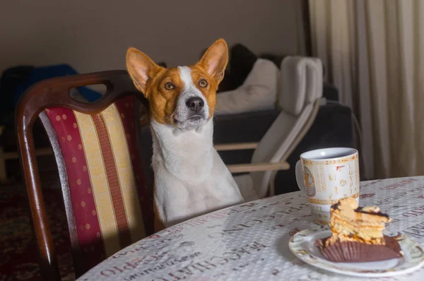 Gorgeous gorgeous basenji dog sitting at the table in dining-room and ready to taste cake with cap of tea