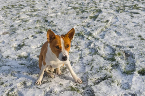 Venkovní Portrét Nádherné Basenji Pes Sedí Sněhem Pokryté Trávníkem Připraven — Stock fotografie