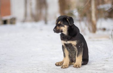 Sevimli siyah sokak köpek kış kar üzerinde açık otururken drowsing