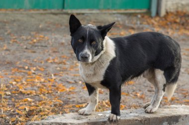 Açık siyah, tıknaz, karışık doğurmak köpek kendi topraklarında savunmaya hazır portresi