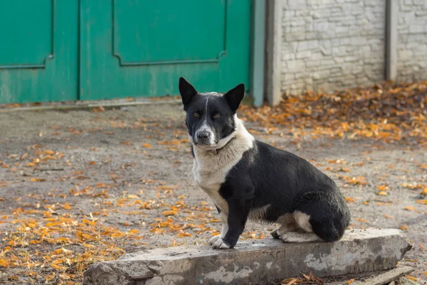 Sevimli siyah, tıknaz, karışık doğurmak köpek master's gate yakınındaki oturan ve toprakları savunmak hazır