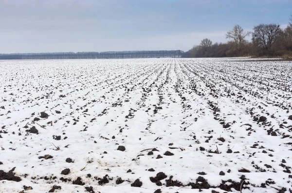 Aricultural alanı ile toprak işleme geç sonbahar sezonu, Ukrayna