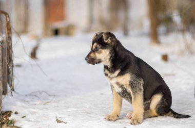 Anne avı yüzünden geri arıyorsunuz siyah sokak köpek yavrusu
