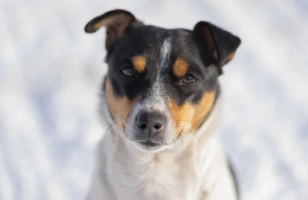 Retrato Livre Três Coloridos Jack Russell Terrier Contra Neve Branca — Fotografia de Stock