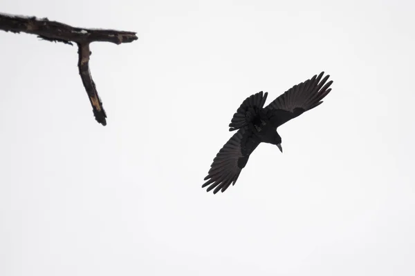 Graceful raven in fly spread it\'s wings againts dull skies