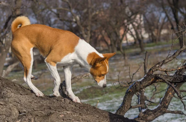 Basenji Hond Vandaan Lage Niveau Boomtak Zijn Grondgebied — Stockfoto