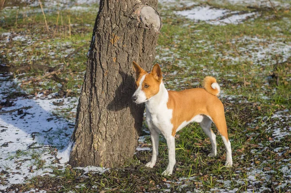 Venkovní Portrét Roztomilý Basenji Pes Stojící Poblíž Stromu Parku — Stock fotografie