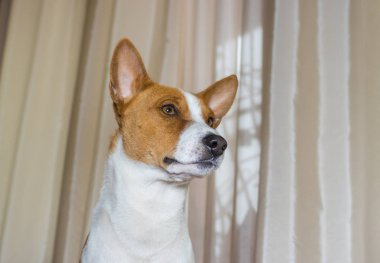 Kendine güvenen alçaklık kapalı portre yapmak