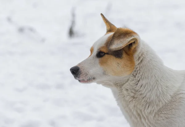 Retrato Raça Mista Cão Rua Flap Eared Contra Neve Branca — Fotografia de Stock