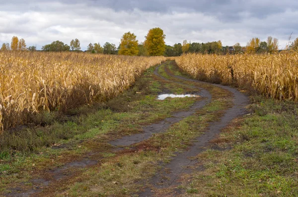 Podzimní Krajina Polní Cestě Dešti Mezi Zralé Kukuřičných Polích Střední — Stock fotografie