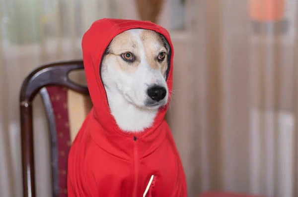 Retrato Interior Perro Blanco Ajuste Nueva Prenda Mientras Está Sentado —  Fotos de Stock