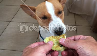 Alçaklık köpek Dişleme krep doldurma kabak ve dereotu ile asıl elinde alır.