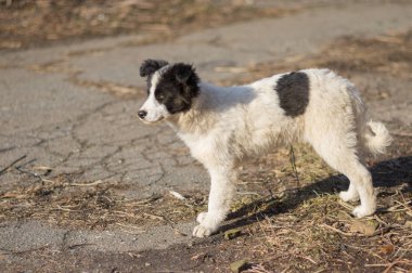 Siyah noktalar avı yüzünden annemin döndürmek için bakan ile beyaz başıboş köpek yavrusu