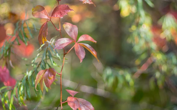 秋の庭の観賞用のつる植物の枝 — ストック写真