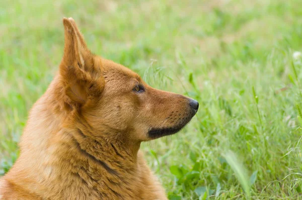 春の草でかわいい混合された品種犬の屋外のポートレート 側面図 — ストック写真