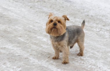 Şirin Norfolk terrier ayakta karla kaplı bir sokakta