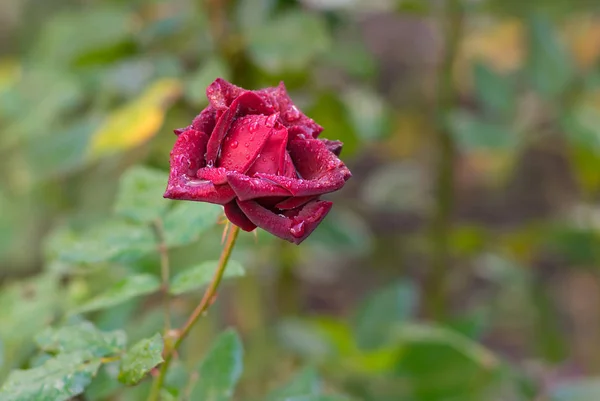 Lonely red rose with drops of morning dew on petals in the morning garden